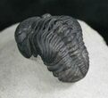 Arched Phacops Trilobite - #7883-3